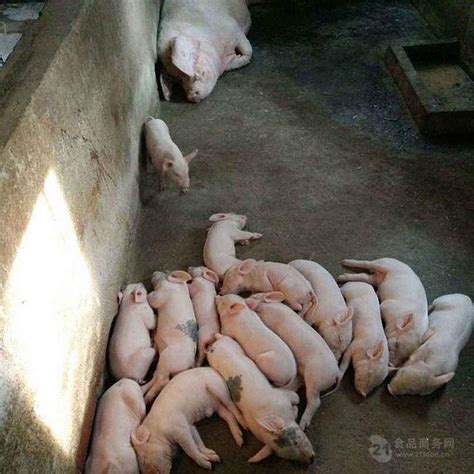 长白育肥猪 三元育肥猪苗出售_山东临沂__猪-食品商务网