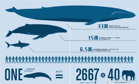 蓝鲸能一次排便2吨！被称为大自然的馈赠，其粪便究竟有何作用？|大自然|蓝鲸|龙涎香_新浪新闻