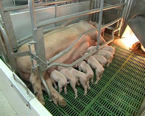 动物实验中心-科技支撑-中国农业科学院哈尔滨兽医研究所