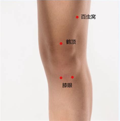 膝眼的准确位置图图片 膝眼的准确位置图图片