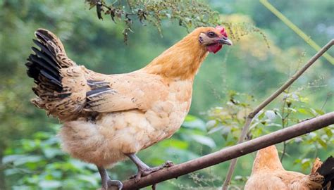 鸡的种类有哪些，推荐6种常见养殖型鸡种 - 农敢网