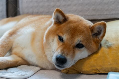 柴犬图片