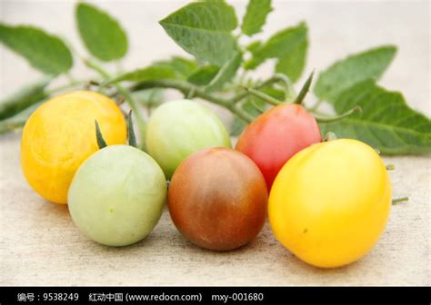 科学网—[感慨，搜集] 相关性与因果性：彩色的西红柿 - 杨正瓴的博文