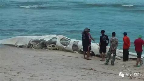 巨型生物白色尸体搁浅普吉海滩 露出“巨牙”