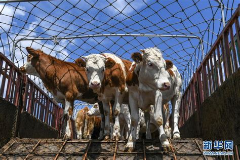 贵州凤冈：牛产业让1.3万人脱贫-人民图片网
