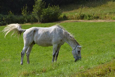 马,马匹,自然高清图库素材免费下载(图片编号:7418119)-六图网