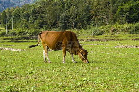 田野里长着大角的牛高清图片下载-正版图片503256038-摄图网