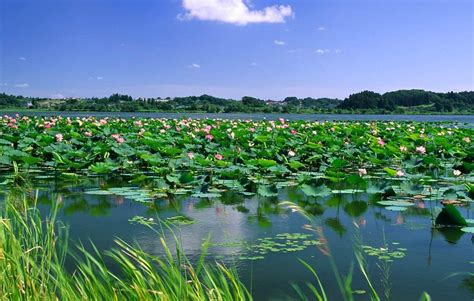 睦里清源！探访小清河源头湿地春日里的盎然生机凤凰网山东_凤凰网