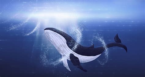 世界上最孤独的鲸_世界上最孤独的鲸鱼Alice_排行榜
