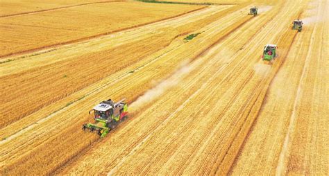 全市各级积极应对降雨天气全力抢收抢种 麦收逾六成玉米播种过半 _德州新闻网