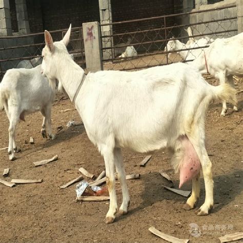 天津一岁萨能奶山羊种公羊市场供应价格 菏泽 萨能奶山羊-食品商务网