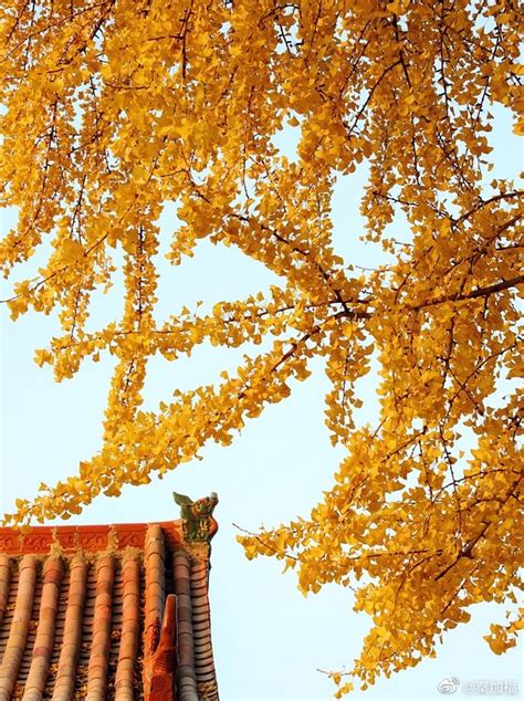 姚村镇西张村千年银杏树，成为林州网红打卡地__财经头条