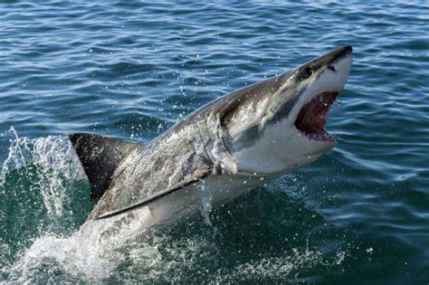 「生物百科」深海杀手大白鲨——揭露不一样的远洋之王-青岛矢量数字科技有限公司