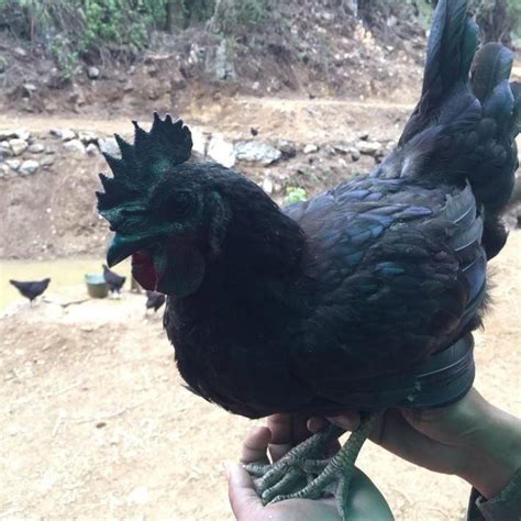 兰溪圈养绿壳蛋鸡出售价格_五黑鸡养殖方法_嘉祥征博特种动物养殖场