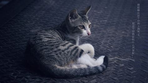 《假如猫从世界上消失了》佐藤健感言_动漫_腾讯网