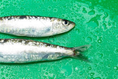 沙丁鱼是一种在鱼贩中很容易找到的鱼高清图片下载-正版图片506579567-摄图网