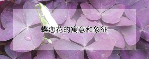 蝶恋花的寓意和象征-农百科