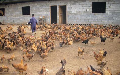 发酵床养鸡为什么大型养殖场没有用？发酵床养鸡缺点是什么？-农百科
