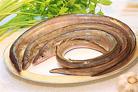 海鲜市场中常见鳗鱼