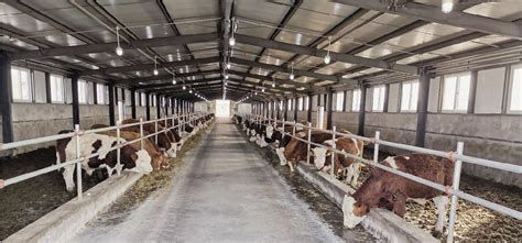 牛棚的建造尺寸是多少,牛棚的建造,单排牛棚的建造图片_大山谷图库