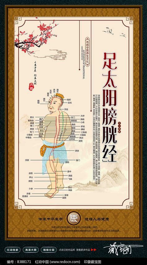 膀胱经经络图图片