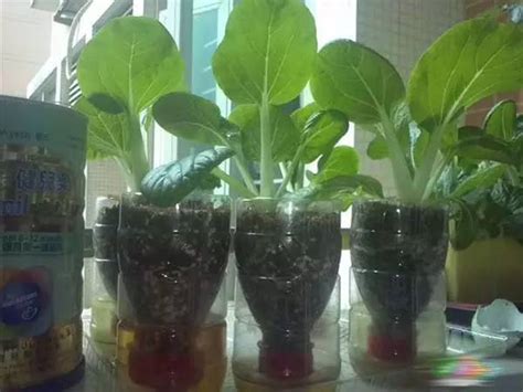 用可乐瓶或饮料瓶自制盆栽蔬菜盒，根系成长看得一目了然