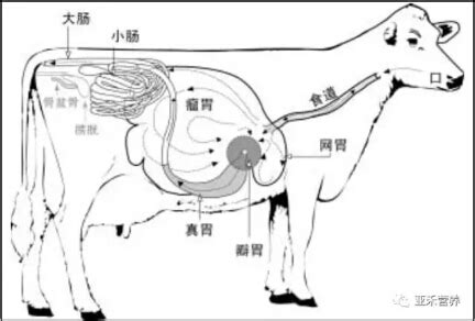 亚禾营养王法明：青年牛与育成牛消化系统结构特点_亚禾营养