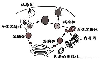 日本分子细胞生物学家大隅良典独得诺贝尔医学奖 细胞自噬机制先驱 - 神秘的地球 科学|自然|地理|探索