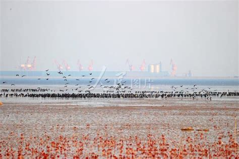 山东东营：黄河入海口飞鸟群集-人民图片网