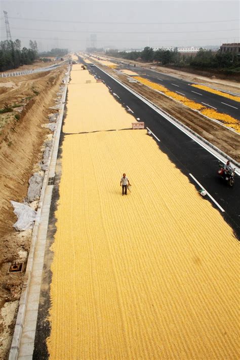 郑州新修公路两侧铺满玉米 被称“黄金大道”_雅秀女性生理健康网_新浪博客