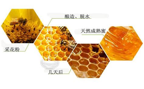 蜜蜂是怎么酿造蜂蜜的、蜂蜜采蜜存在身体哪里 - 神农千馐