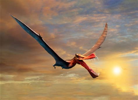 远古时期的“天空之王”，风神翼龙到底有多厉害？|翼龙|风神|恐龙_新浪新闻