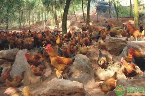 鸡的品种-农百科