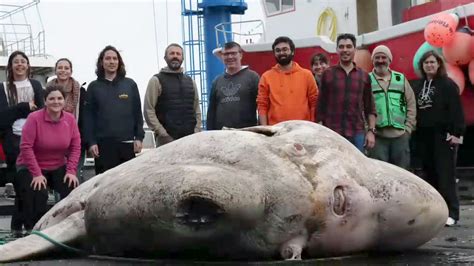太平洋亚速尔群岛附近发现世界最重的硬骨鱼：一条重达2744千克的翻车鲀 - 神秘的地球 科学|自然|地理|探索