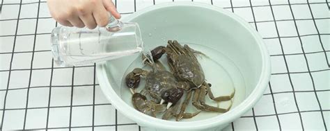 螃蟹怎么保存？煮熟后螃蟹的保存方法_360新知
