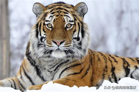 世界上最大的老虎，西伯利亚虎大战非洲狮__凤凰网