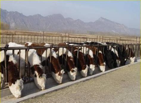 牧牛鲜生规模化肉牛养殖顺应肉牛养殖行业发展趋势 - 知乎