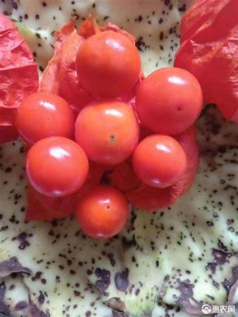 [红菇娘批发]红菇娘 红姑娘 红姑娘酸甜可口 绿色食品价格15元/斤 - 惠农网