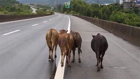 今早5头黄牛闯入高速公路乱窜！交警徒步赶2公里！吓坏过往司机！