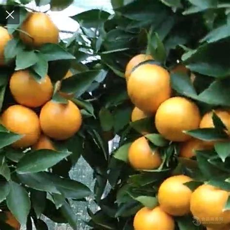 2021年象山红美人柑橘桔子多少钱一斤？产地是哪里？哪里最出名？ - 知乎