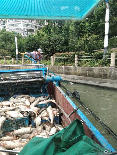 东莞一池塘惊现大量死鱼？真相竟是..._茶山镇