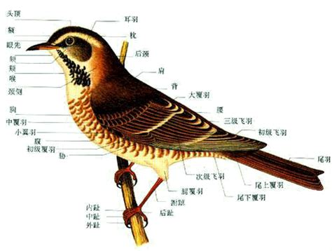 Cinnyrisjugularis在树上是一种被鸟族捕获的小鸟高清图片下载-正版图片505847495-摄图网