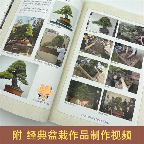 如何制作盆景,各种小树盆景图片,制作盆景的入门技巧(第13页)_大山谷图库