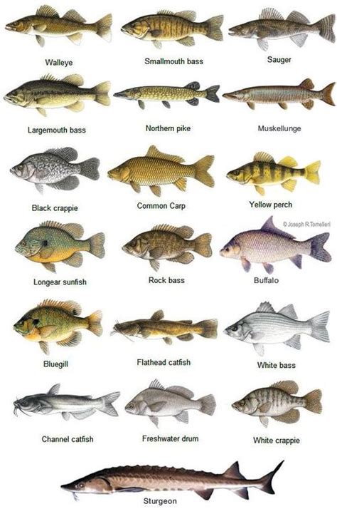 生活中常见的鱼的种类和口感区别！ 40种生活中常见的鱼的种类和口感区别！鱼，生活中常吃的海鲜类食品，有海鱼和淡水鱼！有的鱼的刺少，有的鱼没有刺 ...