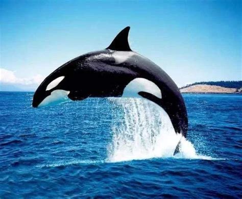 谁才是有史以来的最强的鲸鱼？虎鲸、梅尔维尔鲸还是龙王鲸？