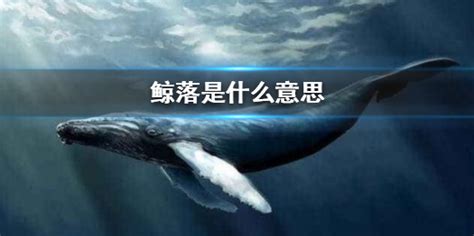 鲸落是什么意思什么梗？ 鲸落的演化过程了解一下|鲸落|是什么-知识百科-川北在线