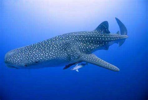 印尼鲸鲨潜点大合集 | 与温柔的巨人共舞：在海底遇见星空璀璨...|鲸鲨|松巴|印度尼西亚_新浪新闻