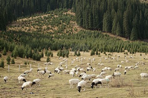 内蒙古山区牧场牛群摄影图高清摄影大图-千库网
