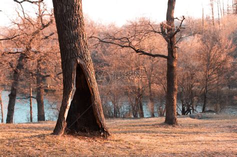 秋山丘的孤树高清图片下载-正版图片304021091-摄图网