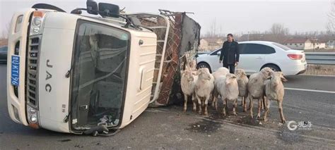80只羊在高速公路上溜达……青岛民警忙坏了！ - 青岛新闻网